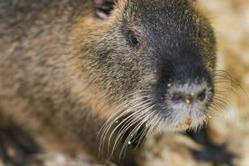 A large nutria sits on a wooden sawdust