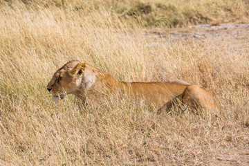 Löwe (Panthera leo)