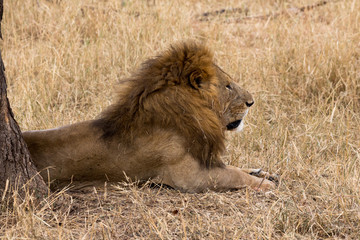 Löwe (Panthera leo)