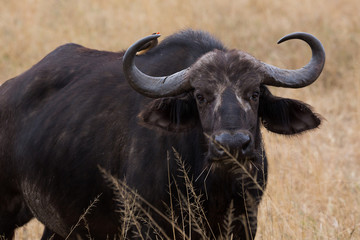 Naklejka premium Kaffernbüffel