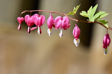 bleeding heart flower