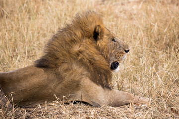 Löwe (Panthera leo)