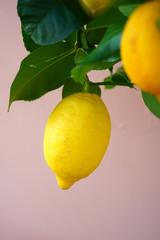 Yellow lemon fruit growing on a tree