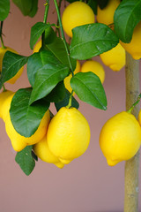 Yellow lemon fruit growing on a tree