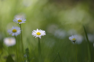 Stokrotki3 © Ewelina