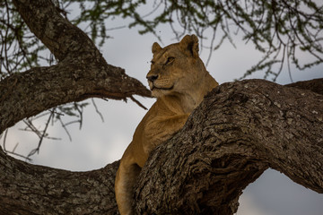 Löwe (Panthera leo)