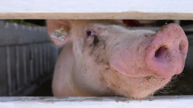 Pig in a breeding farm pigsty, close up of head and nose. Funny image of domestic animal on livestock farm handheld slow motion
