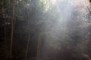 Morning in the woods with the mist