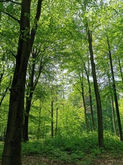 trees in the forest