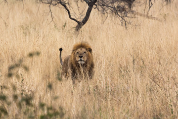 Löwe (Panthera leo)