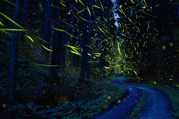 Crossroad of two Japanese fireflies (Luciola cruciata and Luciola parvula) in the night forest