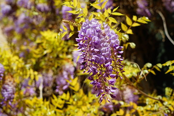 Purple wisteria flowers in bloom hanging from the vine