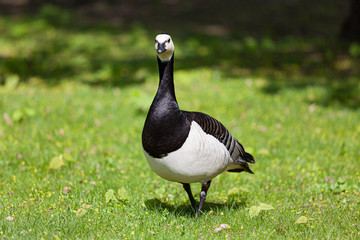 Barnacle goose in the grass outdoors