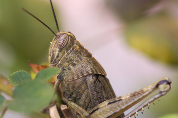 Close-up of a striped eyes grasshopper