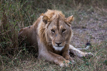 Löwe (Panthera leo)