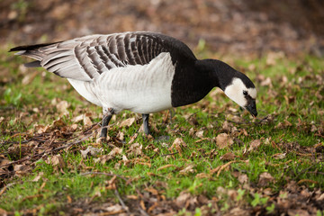 Barnacle goose in the grass outdoors