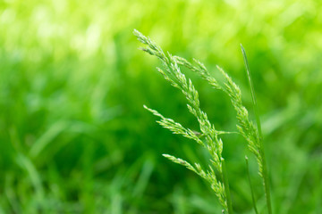 Fototapeta na wymiar Green grass closeup, spikelets of grass on a blurred background. Bright color grass background. Spring growth on the background