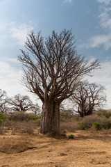 Fototapeta na wymiar Baobabbaum (Adansonia digitata) - Afrikanischer Affenbrotbaum - Tansania