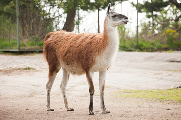 Llama outdoors in the zoo