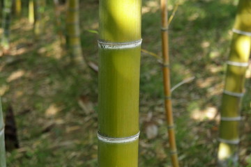 Fototapeta premium 日本の竹