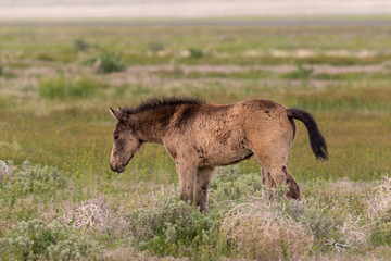 Cute Wild Horse Foal in the Utah desert