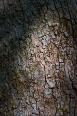 Natural textures and patterns of tree.