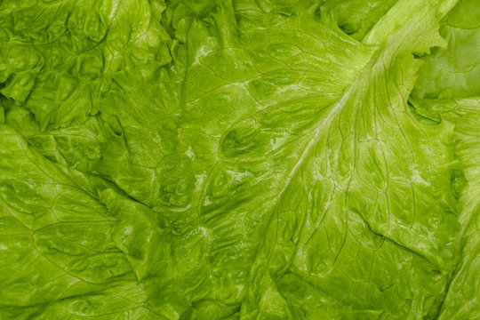 Fresh Green Leaf Lettuce. Closeup Of Green Fresh Lettuce, Background