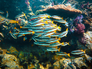 School of small fish - Phuket - Thailand