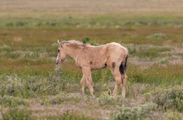 Naklejka na ściany i meble Cute Wild Horse Foal in the Utah desert