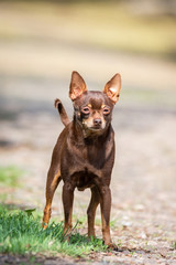 Chihuahua dog on the grass