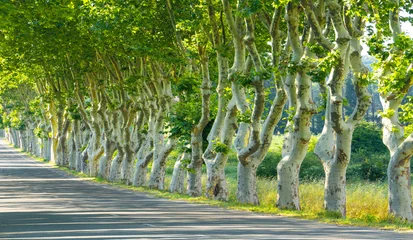 Fototapeten Platanen langs de weg in Zuid Frankrijk © Adrien