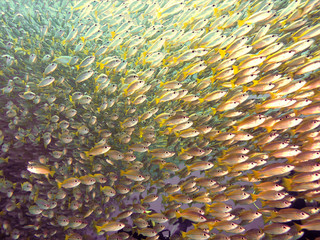 Fototapeta na wymiar Underwaterphoto inside a school of fish from a scuba dive at the famous divesite Koh Bida Nok at Phi Phi Islands in Thailand