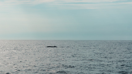 Blue whale body in the faraway ocean in Mirissa, Sri Lanka