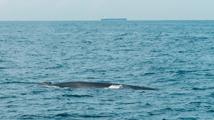 Obraz premium Wild blue whale shows body in the ocean in Mirissa, Sri Lanka