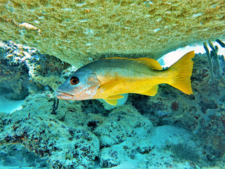 Underwaterphoto of onespotted yellow snapper from a scuba dive in the Maldives