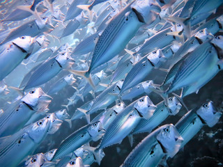 Underwaterphoto from a scuba dive in the Red Sea - Egypt - Inside a school of Mackerels