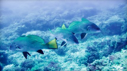 Three fish - coral reef - soft blue and turquoise © Johan