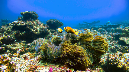 Anemon fish at the coral reef