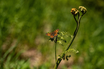 Nature