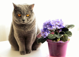  Little blue violet flowers. Potted flowers in the pot. Gray cat sits near the flowers.