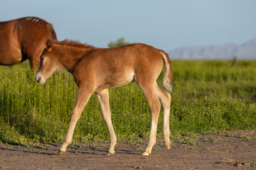 Cute Wild Horse Foal in the Utah desert