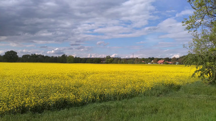 field of the oilseed rape