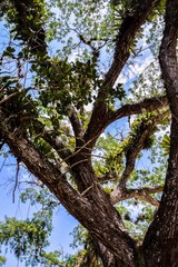 tree and sky