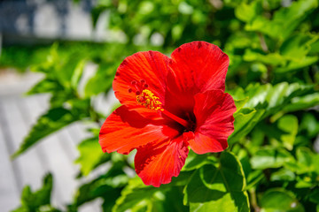 沖縄のハイビスカス