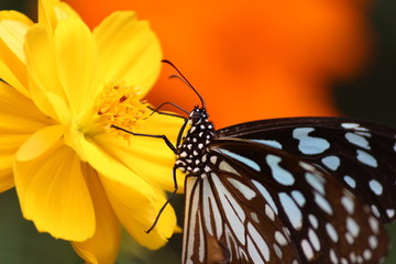 Macro photo of butterfly taking nectar from yellow flower
