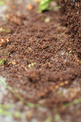 ANT WAR