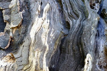 Natürliche Formen an einem zerfallenden Baum