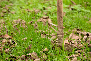 shovel planted in the garden after work, in autumn