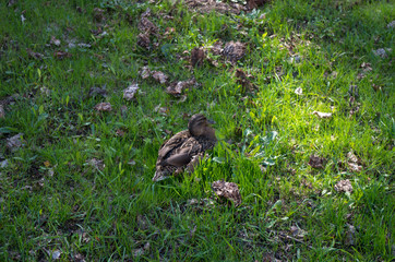 mallard in the grass