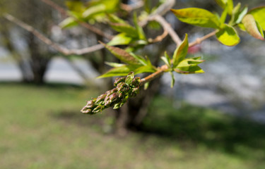 blooming branch of a tree